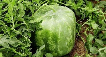 Jak pěstovat čtvercový meloun?